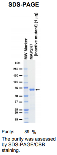 MAP2K7-inactive激酶蛋白